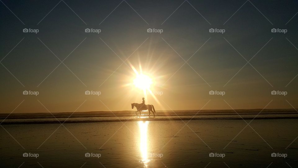 cheval au coucher de soleil
