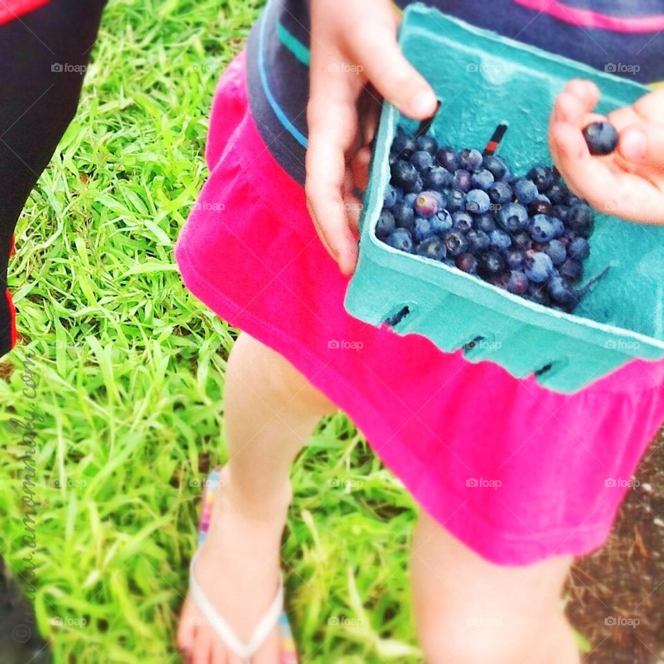 Blueberry Picking