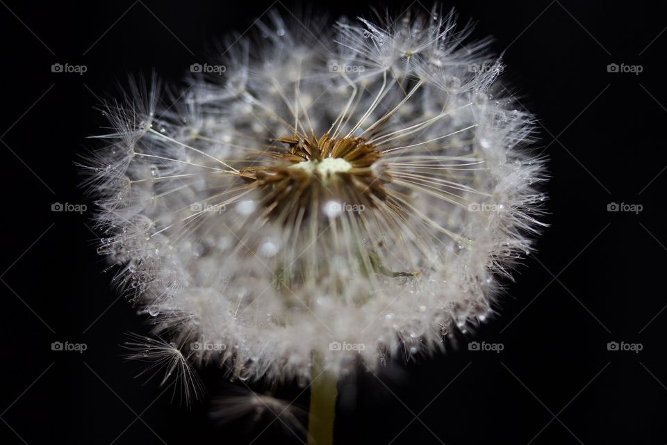 Dried dandelion with water drops