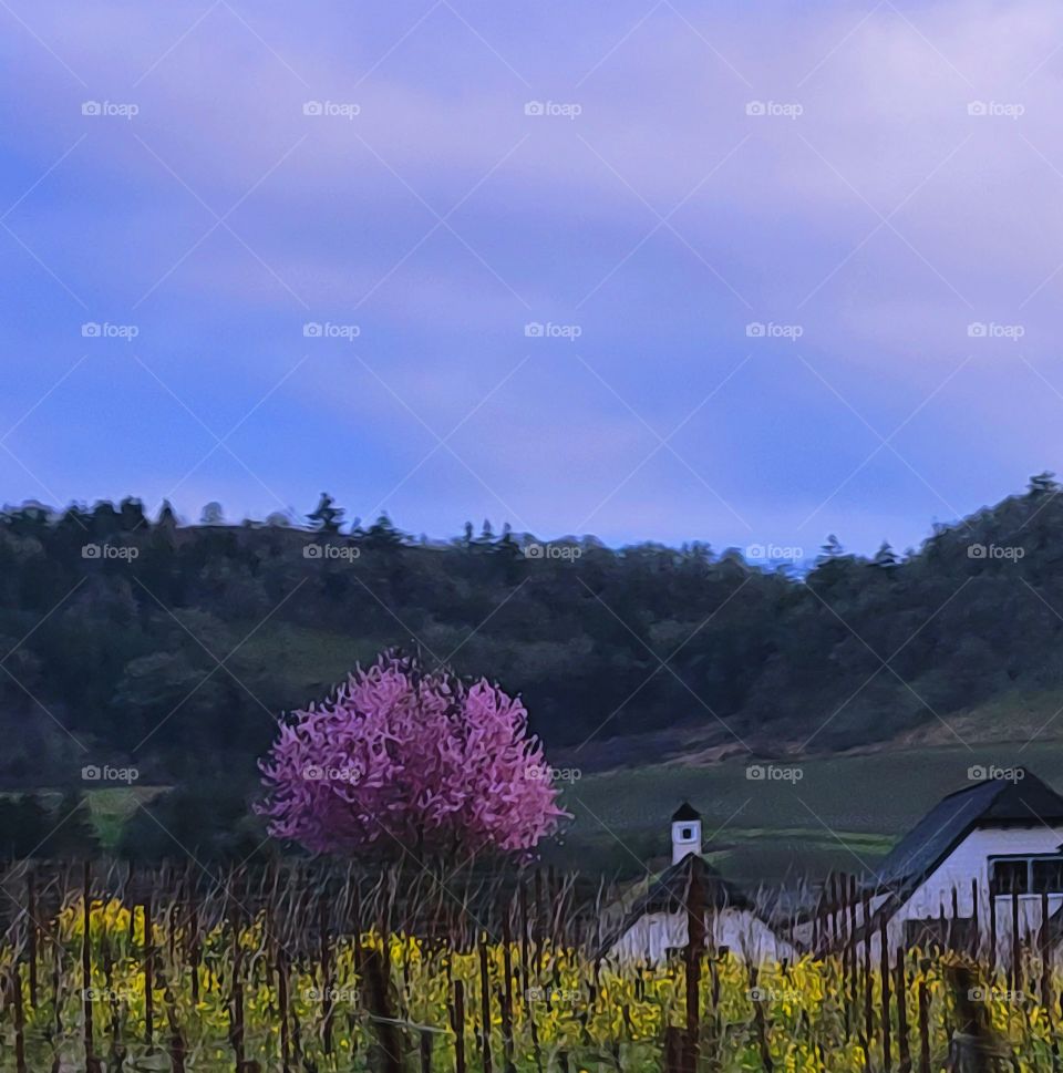 a view of Oregon winerys