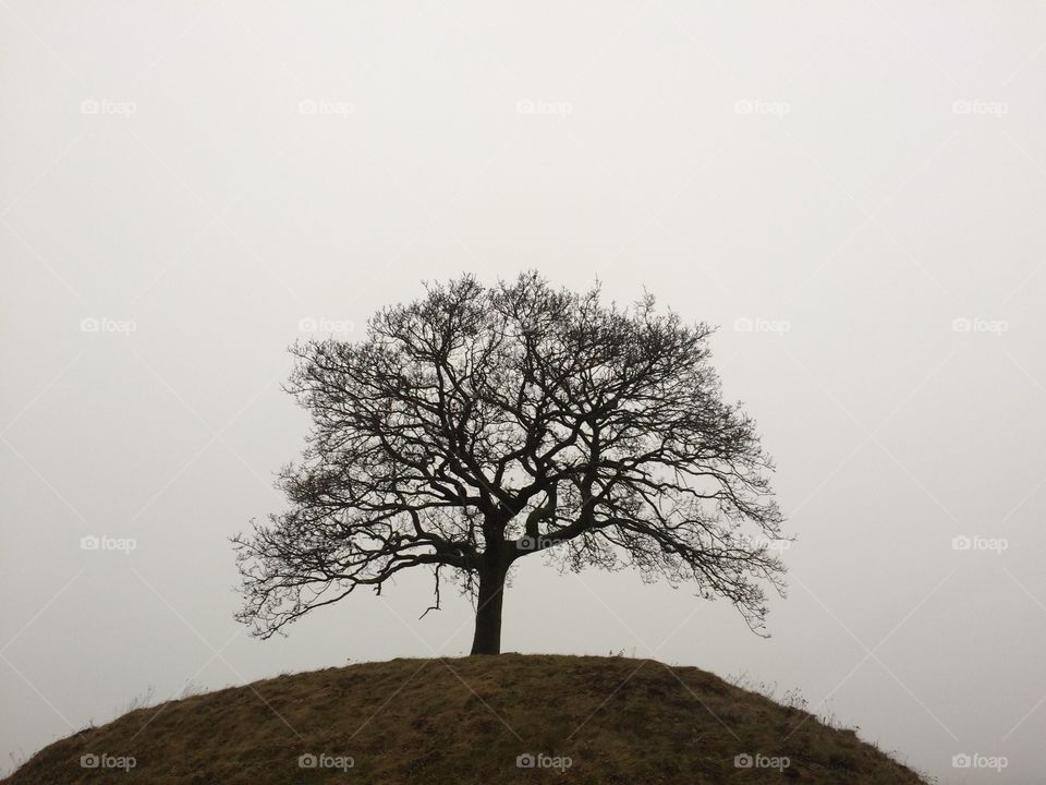 Lonely Tree