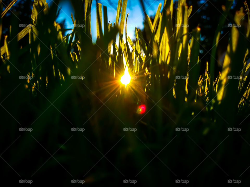 Sun Thru the Grass