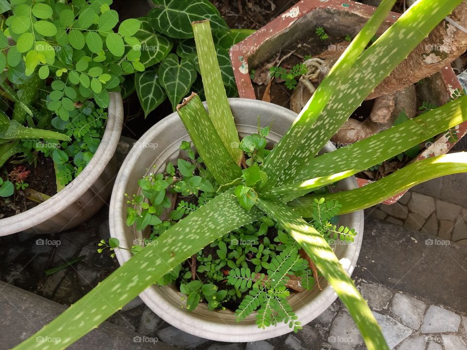 the young aloe vera in a white pot