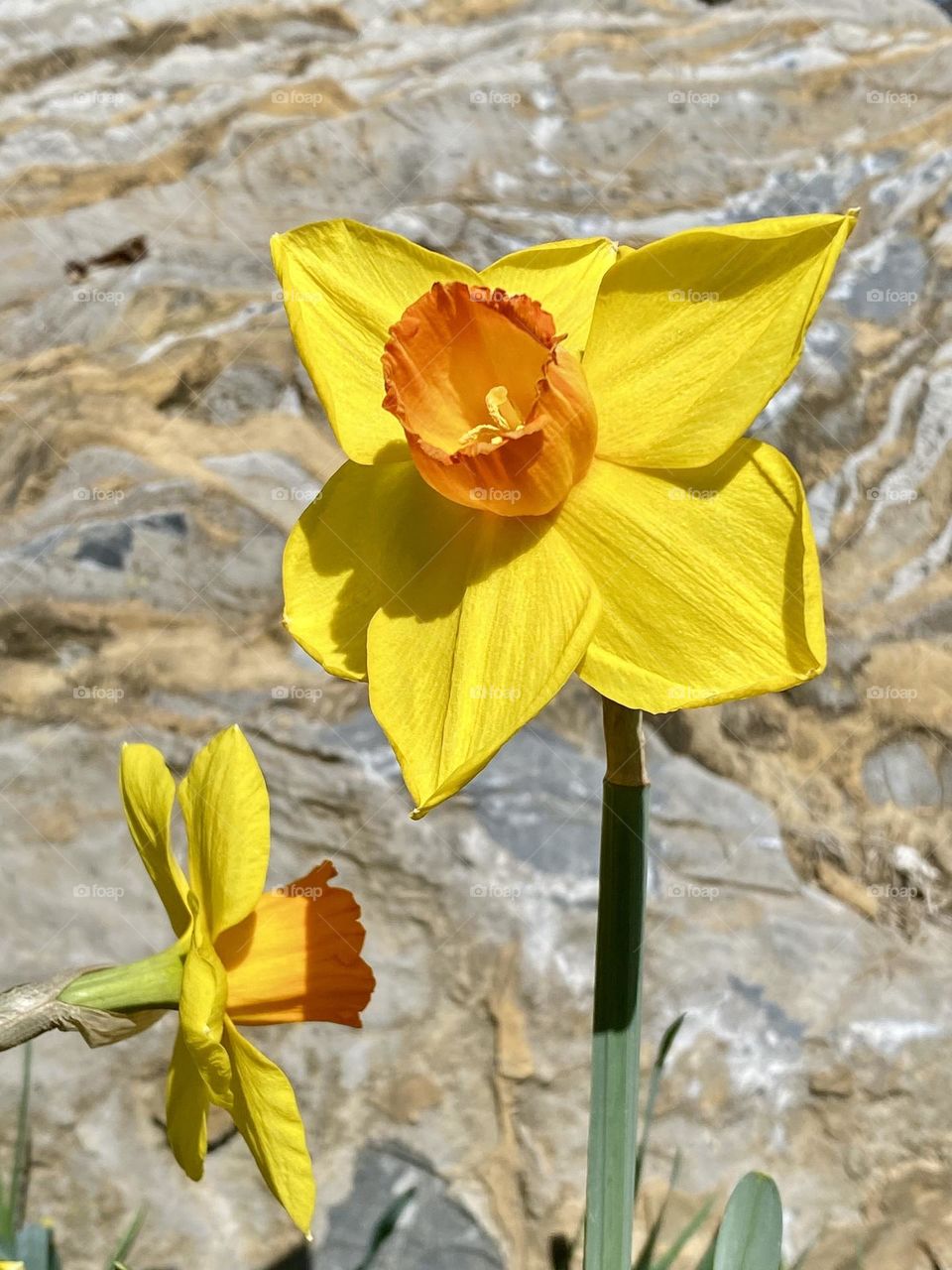 Two bright yellow and orange daffodils growing in the sun in front of a banded rock