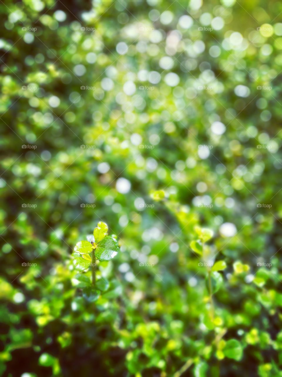 Green leaves background with natural bokeh.