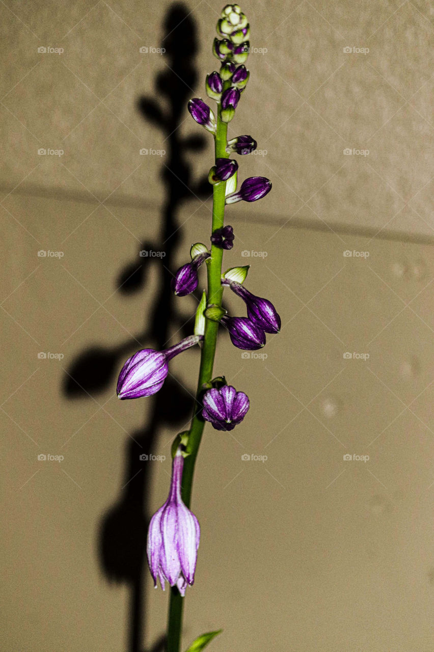 purple flowers ready to bloom