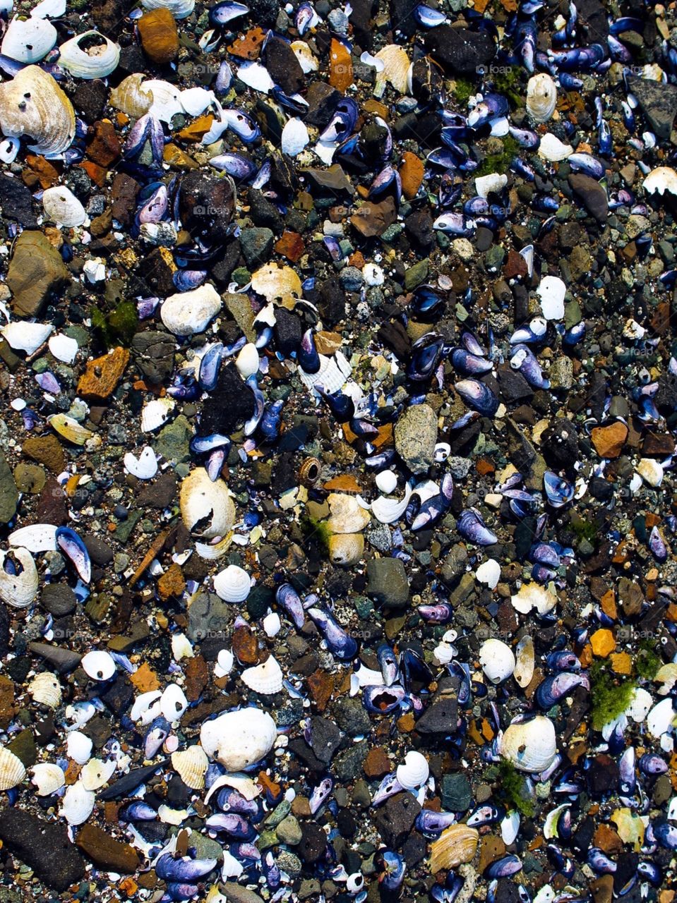 Shells and pebbles 