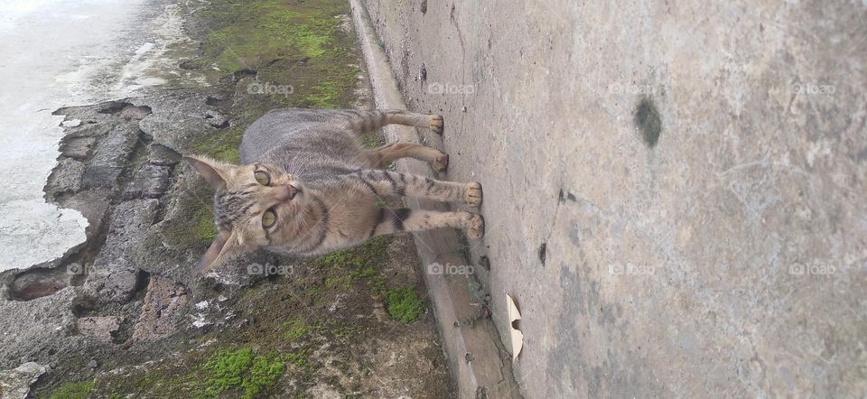 Mother cat standing by the wall with angry eyes