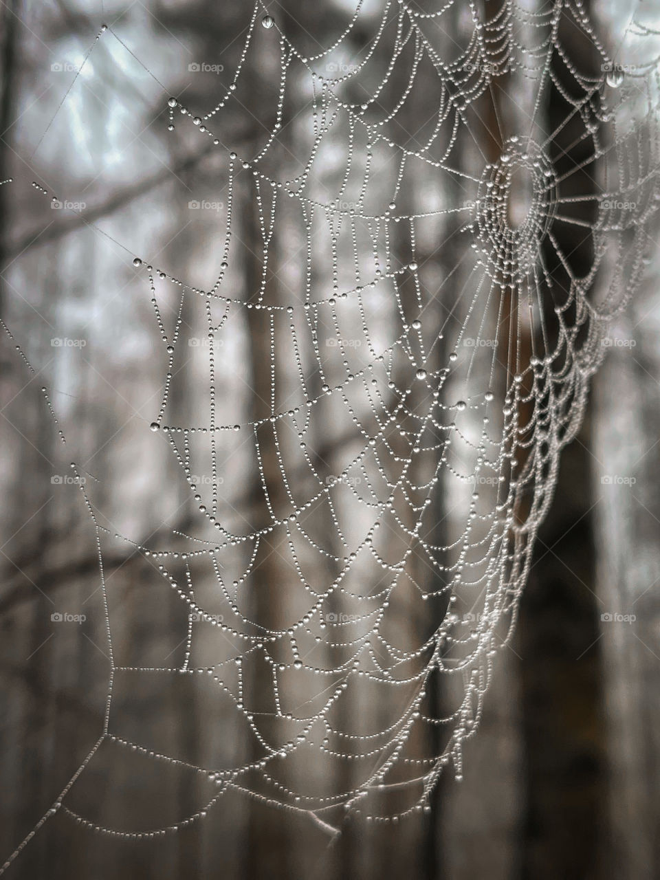 Spider web in water drops