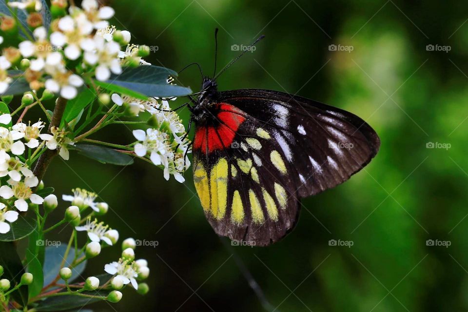 Beautiful and cute butterfly