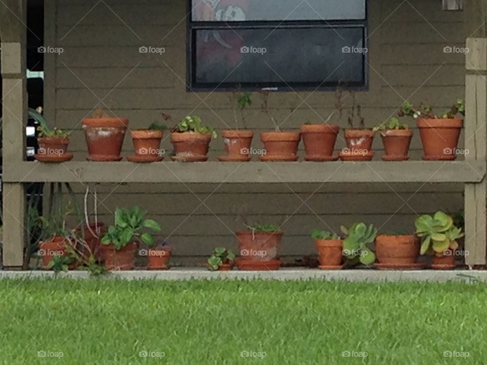 Collection of potted plants