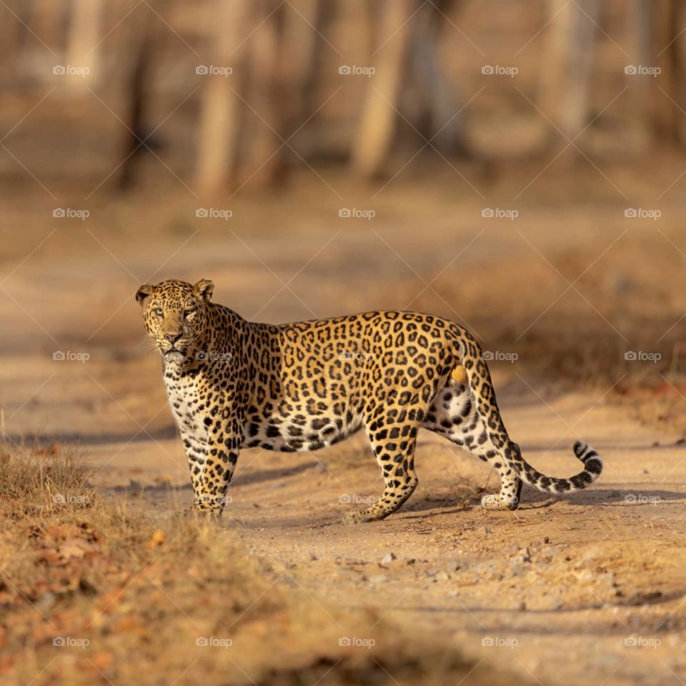A LEOPARD who lived like a TIGER!