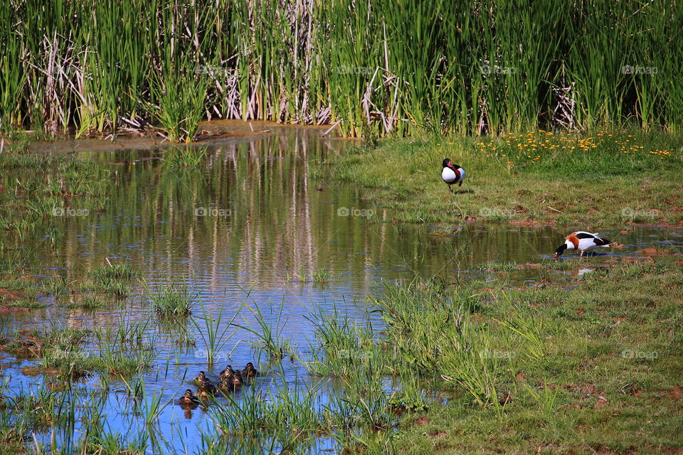 Duck'd family