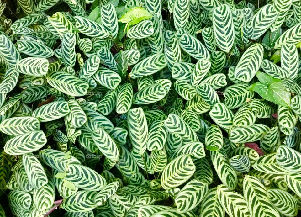 Vegetation at Hawaii Tropical Botanical Garden