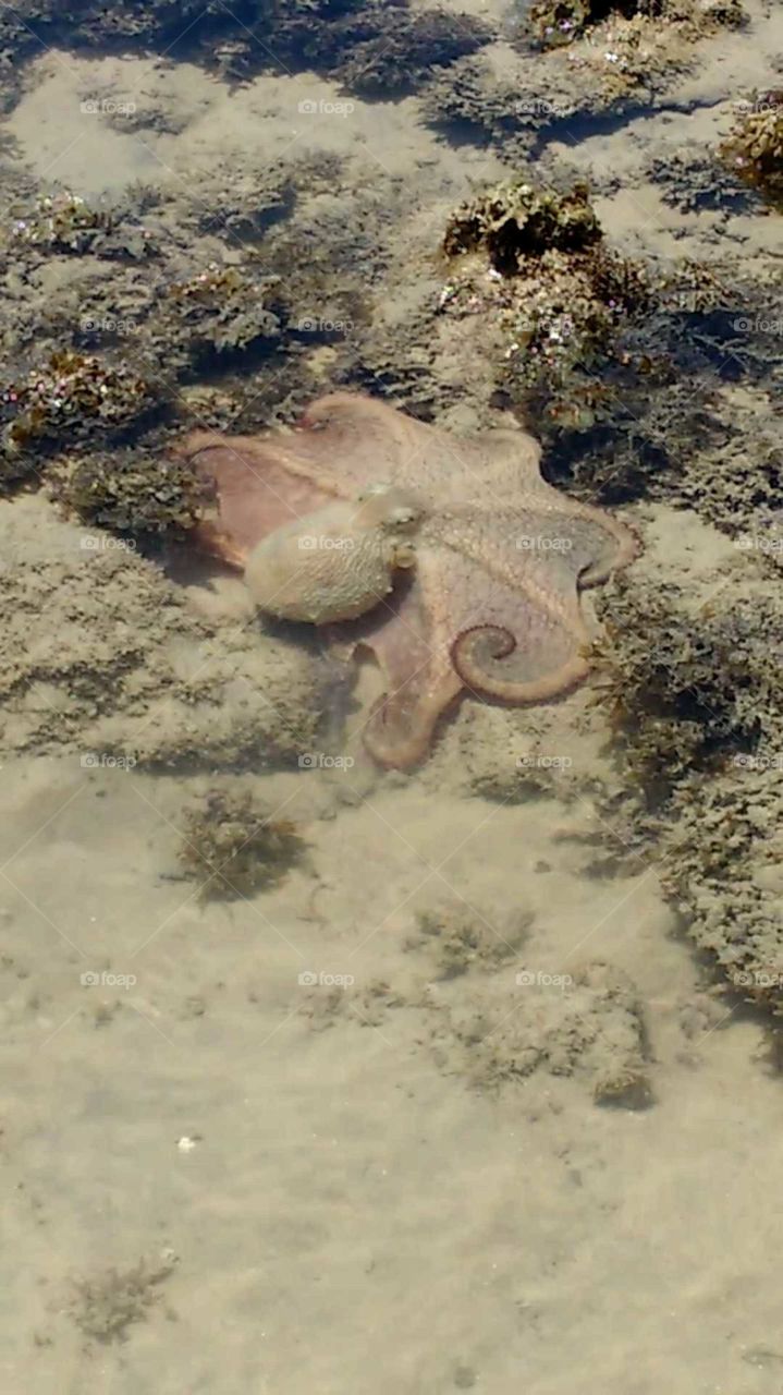 Octopus - Pirambúzios Beach