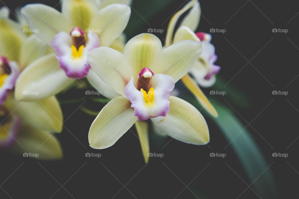 Flower, Flora, Nature, Tropical, Blooming