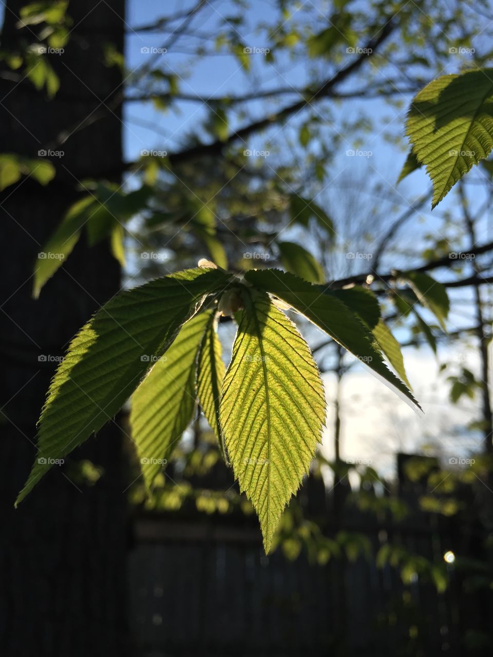 Leaves in the light
