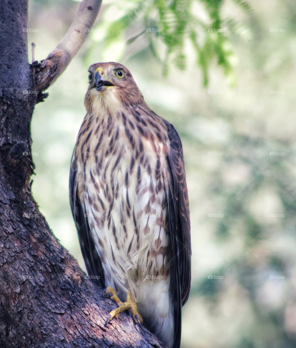 cooper's hawk looking for food