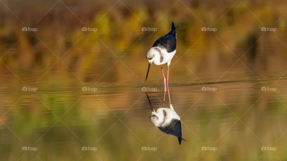 Reflection of the wild bird on the water