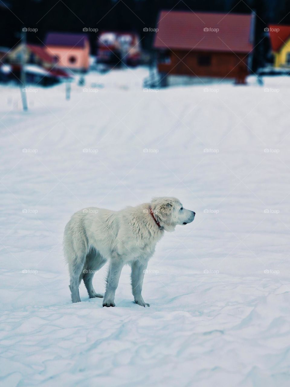 snow white dog