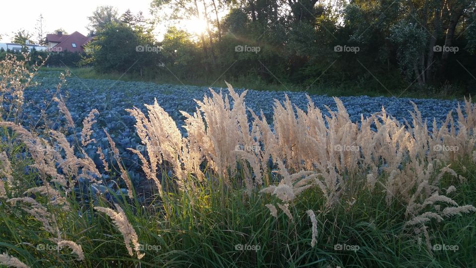 grass in sunset