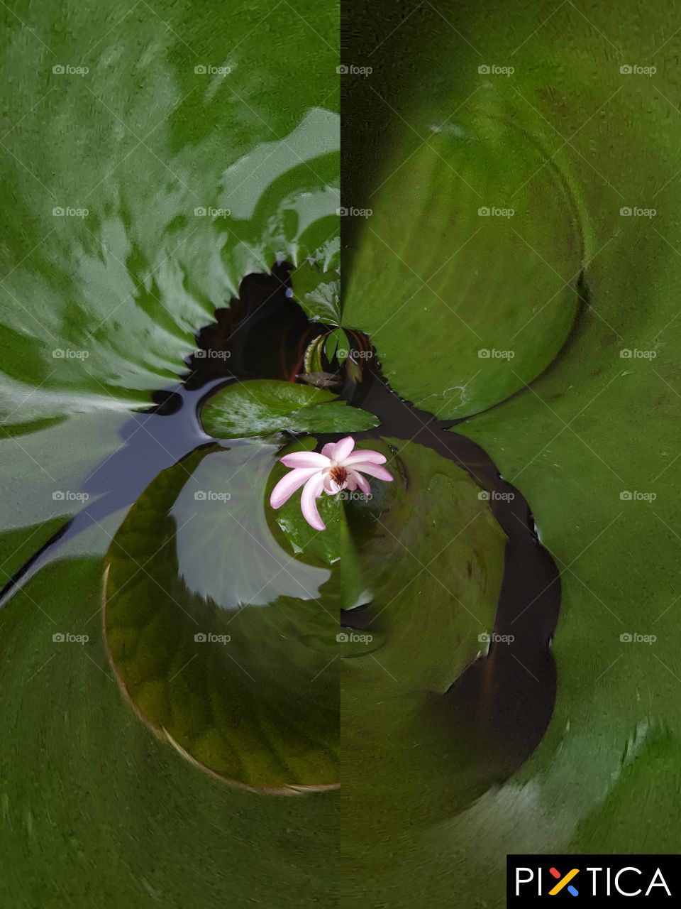 pink colour  water  lily bloom in my homes garden