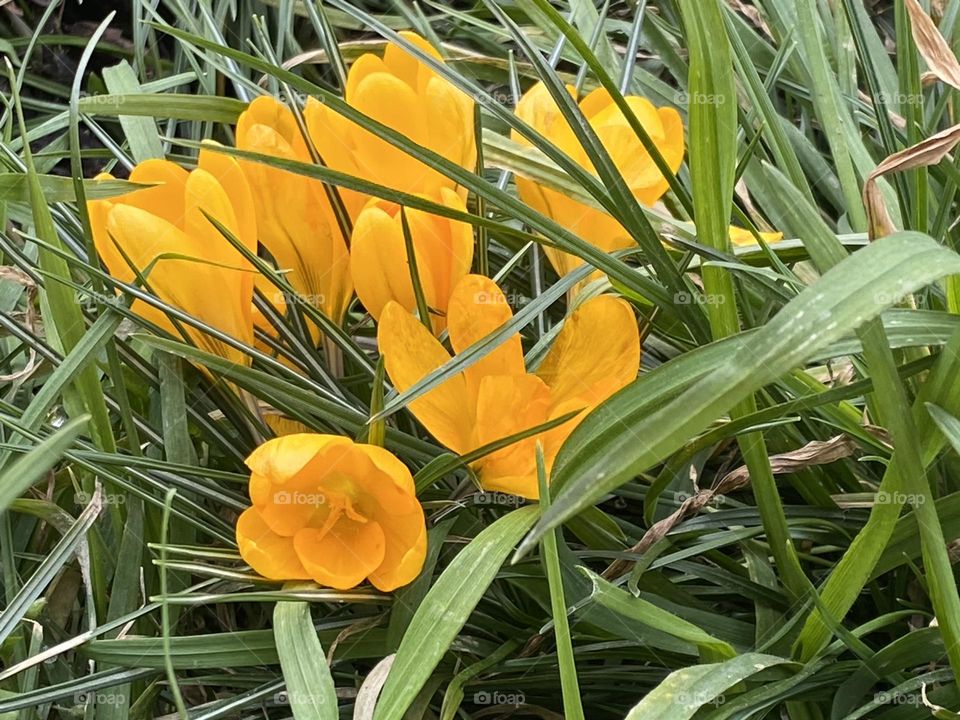 Yellow spring blooming crocus flowers in the meadow 