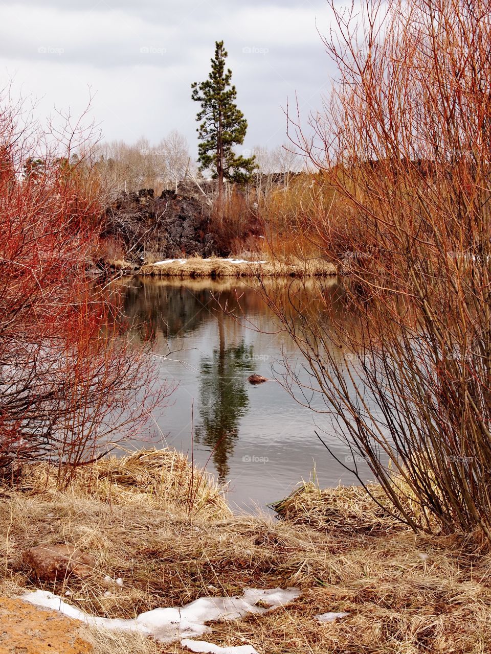 A big ponderosa pine tree reflecting in calm water in the Deschutes River in Central Oregon with snow, hardened lava rock, and bare bushes on its banks on a winter day. 