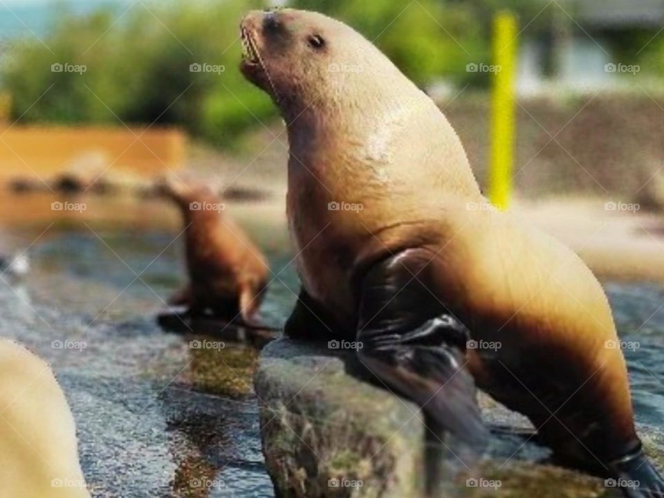 Wild life || Sea lion || Sea lions are a group of marine mammals that belong to the family Otariidae, which also includes fur seals. Sea lions are known for their playful and social behavior, as well as their ability to swim and dive in the ocean.
