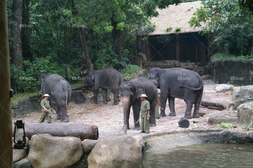 Elephants in Zoo