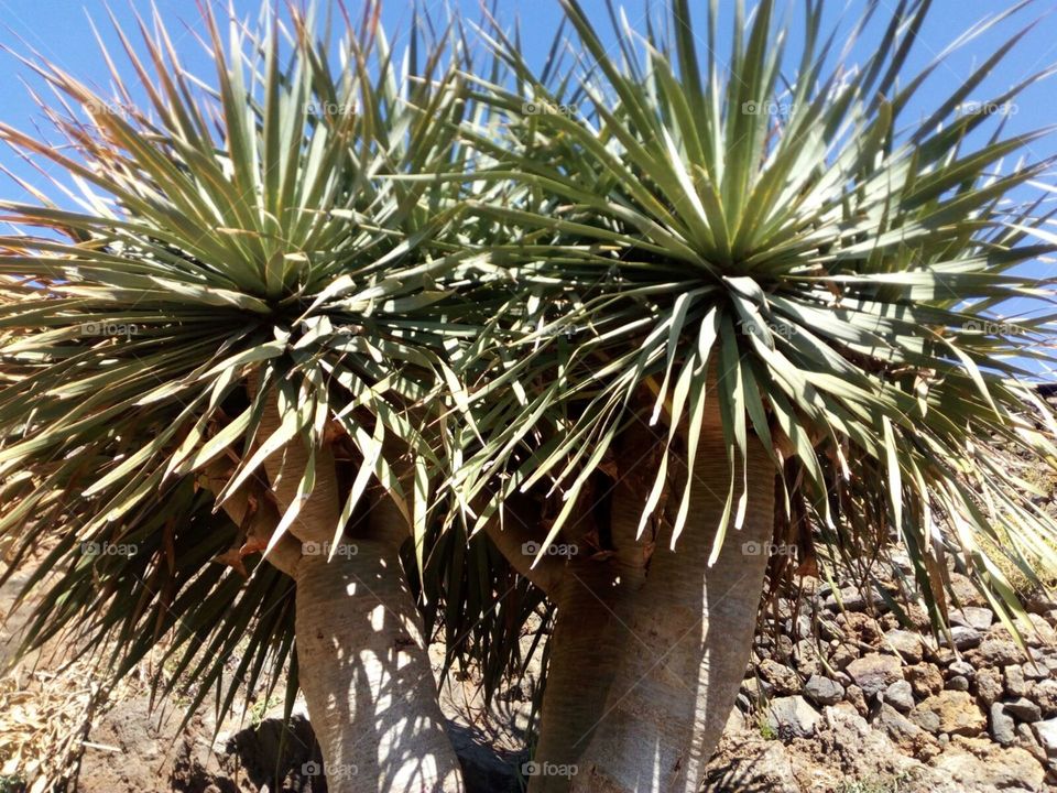 Drago,holy and century tree