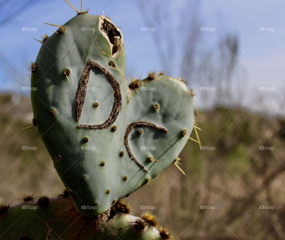 Heart Cactus 
