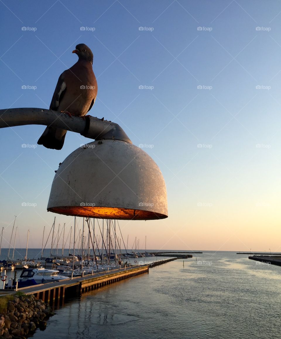 Pigeon sitting on lamp against harbor 