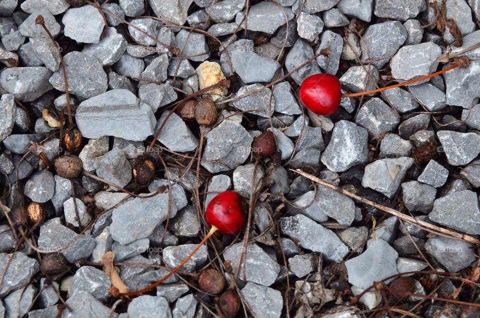 Fallen cherry.