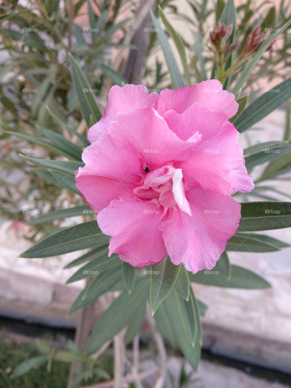 pink flower