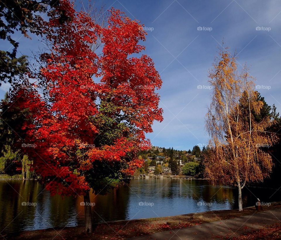 Fall on the Pond