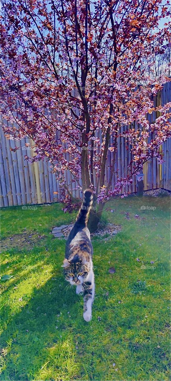 „Roukey“, the tomcat is returning from his leisurely stroll towards the cherry tree in a beautiful garden in „Bavaria“, Germany. 2024. Hypnotic Productions