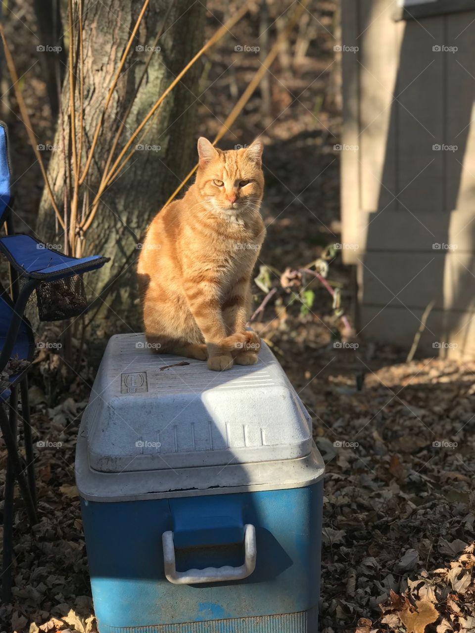 Orange cat on a cooler