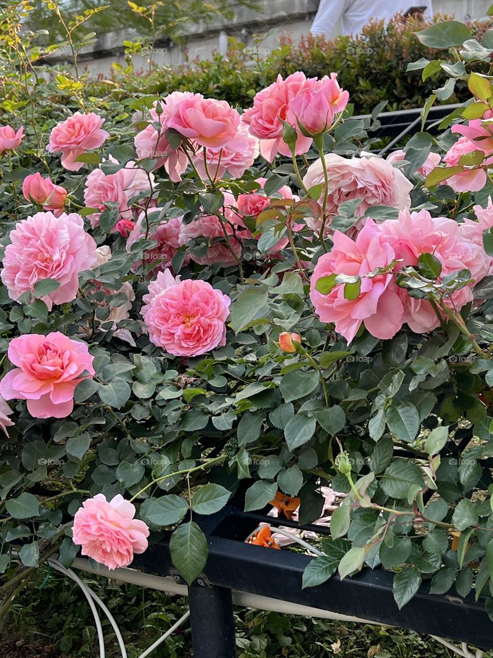 Roses in Yuanshan Flower Expo Park