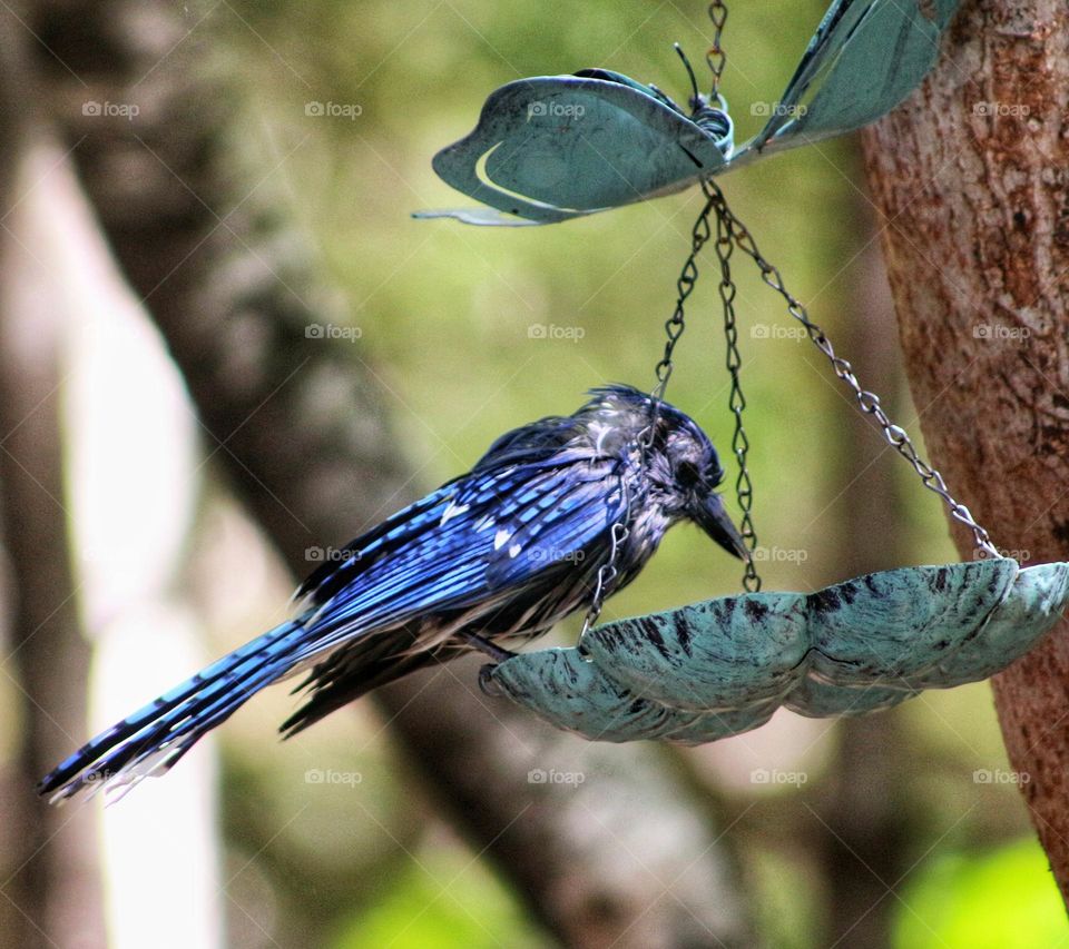 Bizarre bluejay eating from the birdfeeder.