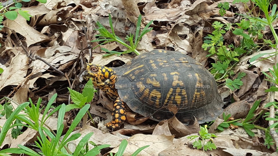 cocky box turtle