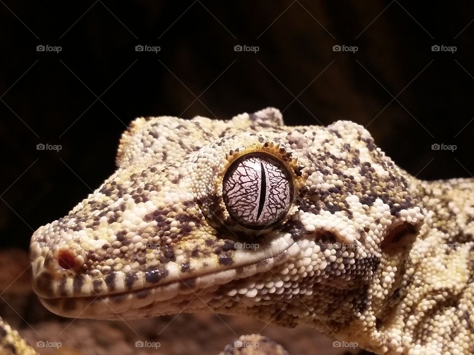 Gargoyle gecko
