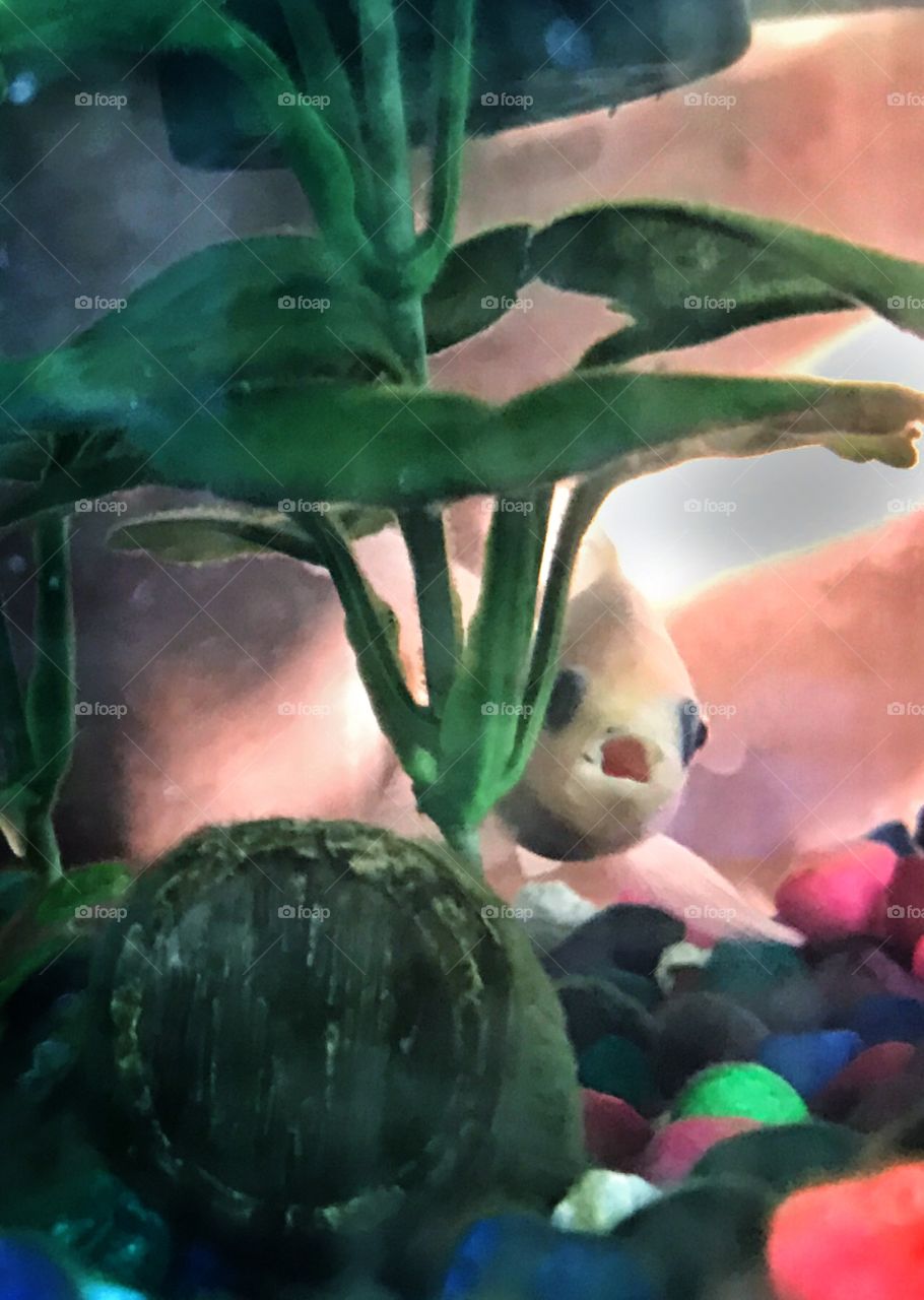 Surprised fish