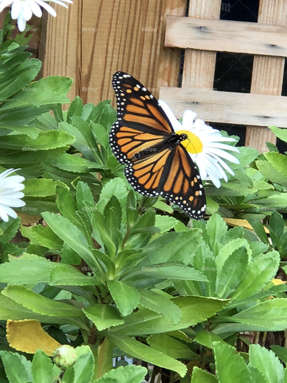 Monarch butterfly on flower garden. 