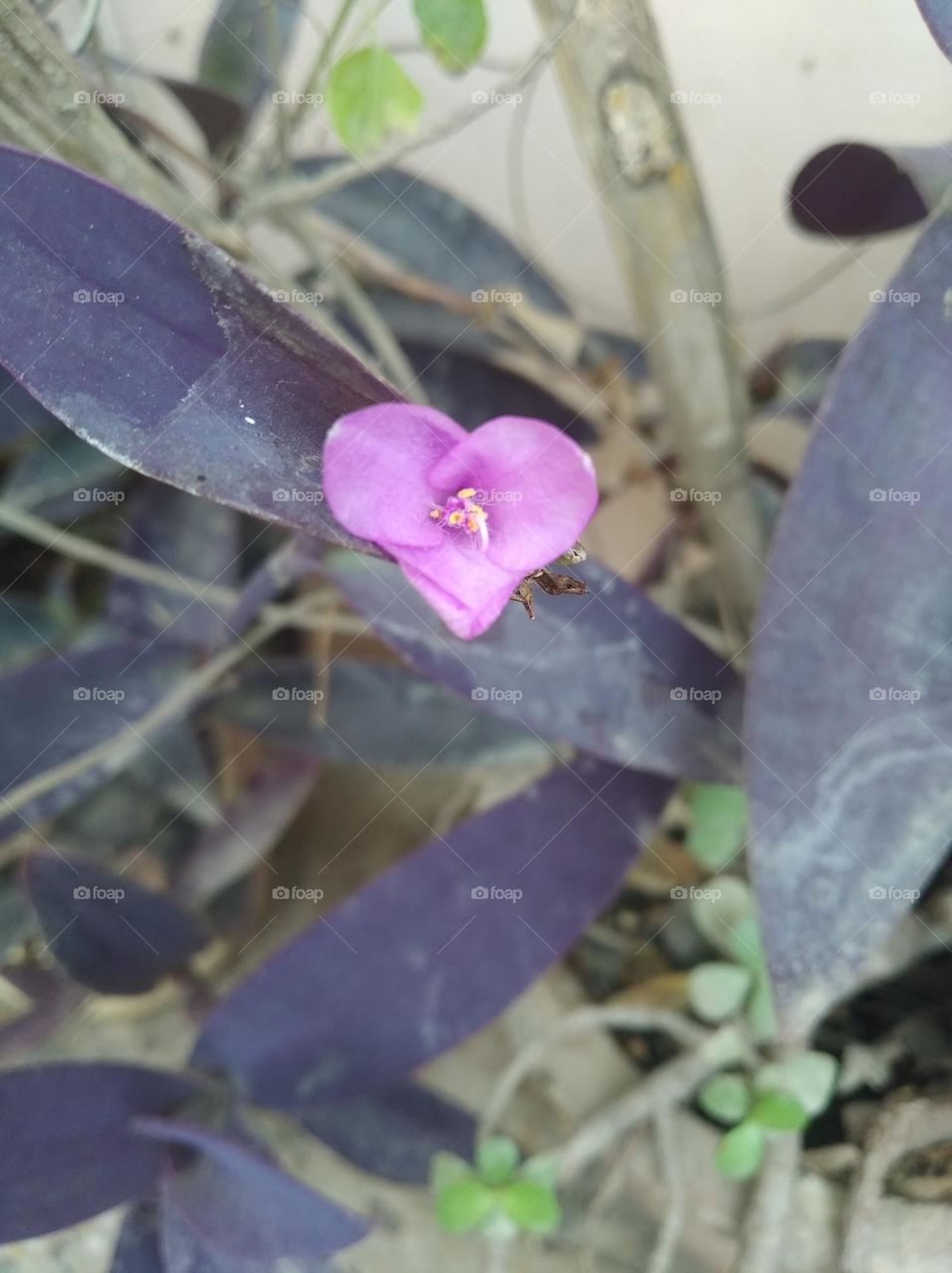 Lilly flower pink colour looks very beautiful generally found everywhere fresh seasonal