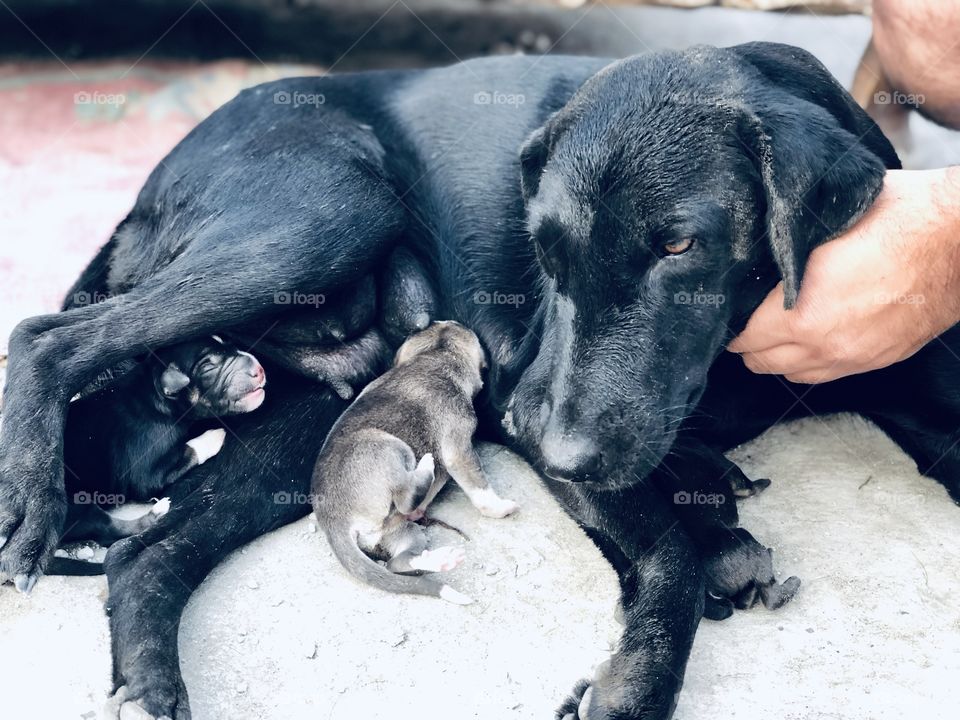 New Born pups 