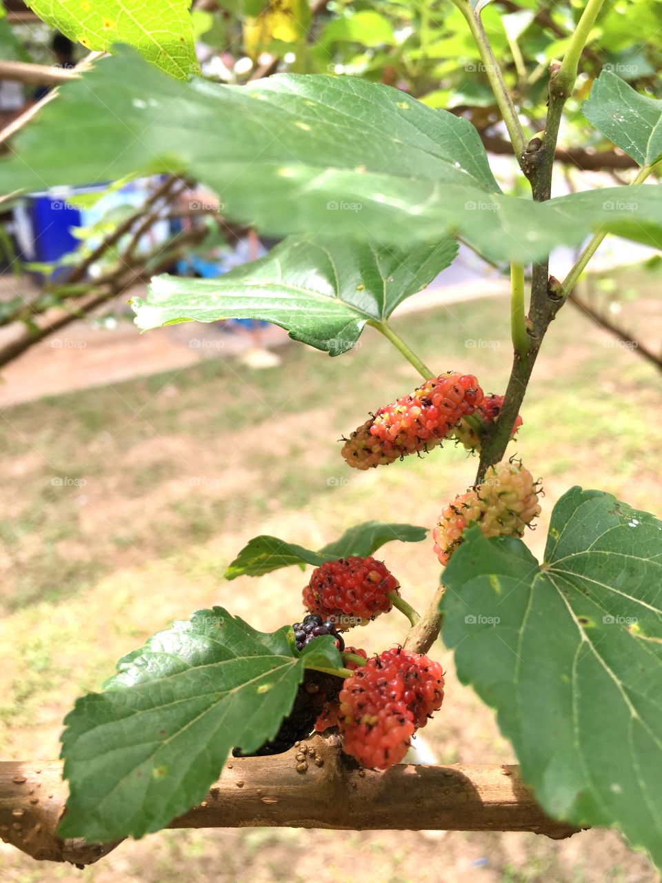 Mulberries 