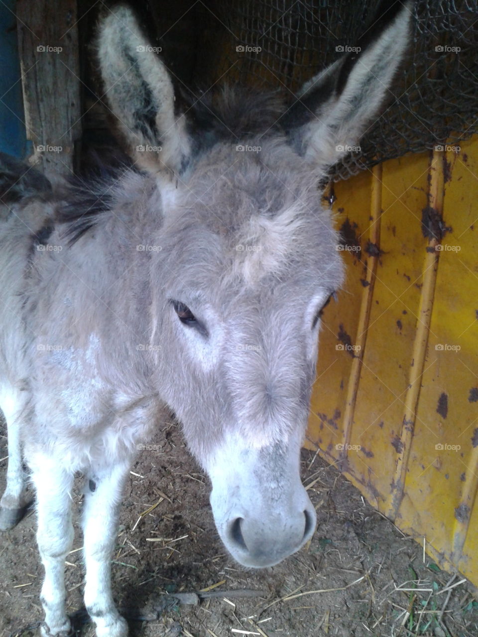 Donkey  smart
