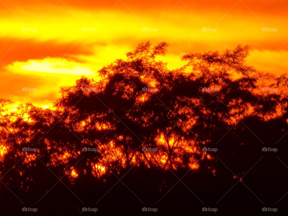 Beautiful tree at sunset