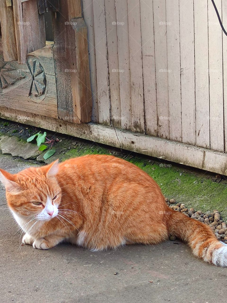 Ginger cat on the street